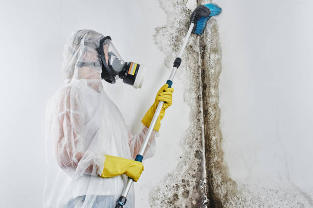 Mold Removal and Inspection in Del Aire, CA