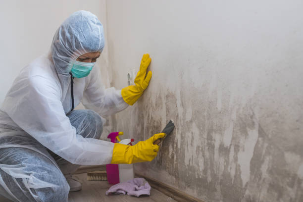 Best Mold Removal and Inspection  in Del Aire, CA