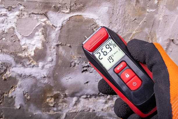Best Black Mold Removal  in Del Aire, CA