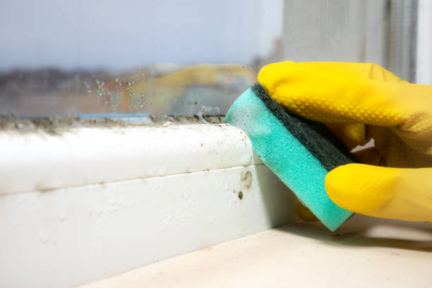 Best Same-Day Mold Removal  in Del Aire, CA