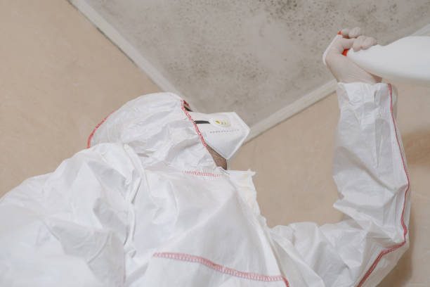 Best Certified Mold Removal  in Del Aire, CA
