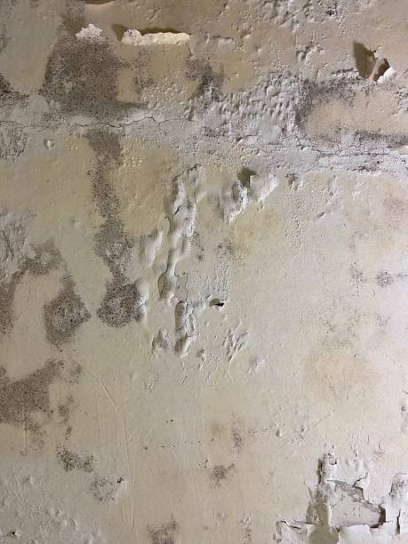 Best Residential Mold Removal  in Del Aire, CA
