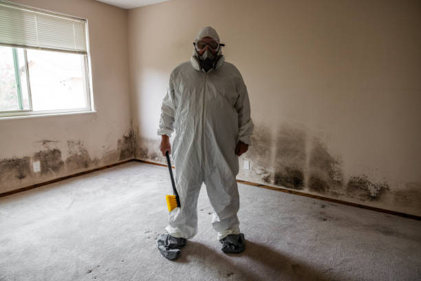 Best Toxic Mold Removal  in Del Aire, CA