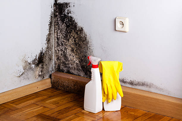 Best Attic Mold Removal  in Del Aire, CA