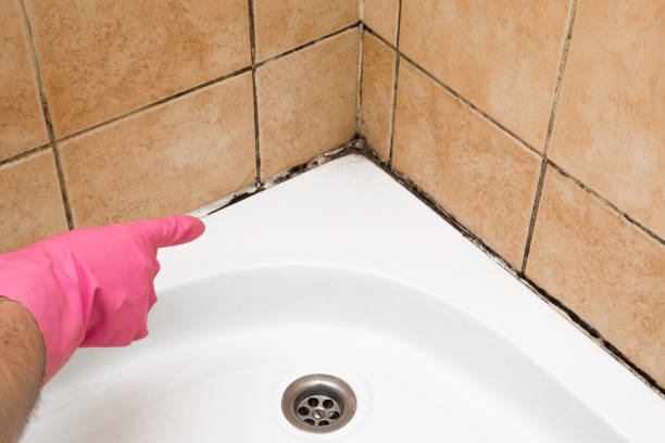 Best Affordable Mold Removal  in Del Aire, CA